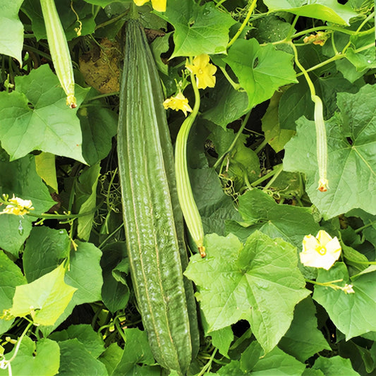 Buab Liam Angled Luffa Gourd Seeds - Ridged Gourd for 2025 Planting - Luffa acutangula