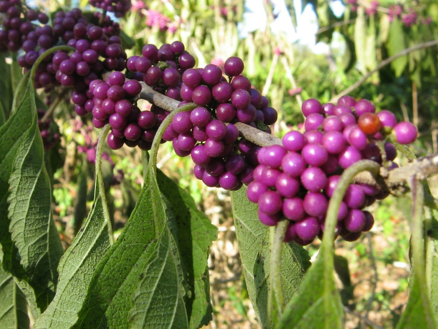 American Beautyberry Seeds, 30 Count, Callicarpa americana, Purple Berries, Native Plant for Wildlife Gardens