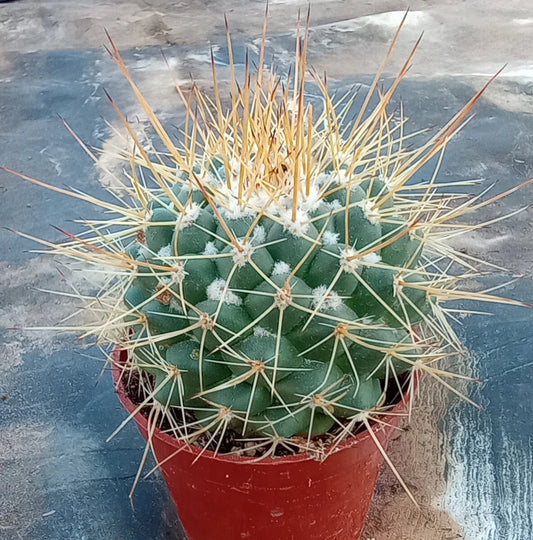 Mammillaria Johnstonii Forma Longispina Cactus with Wiry Gold Spines on Blue Tubercles - Unique Succulent Plant