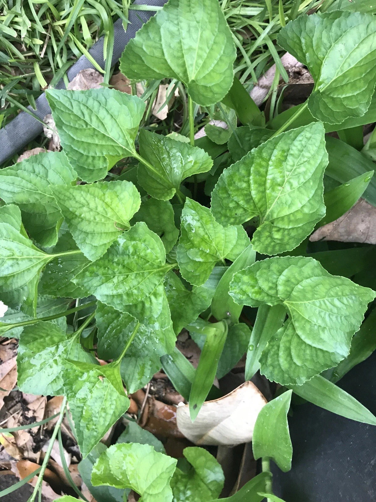 15 Purple Wild Violets Starter Plants Bulbs Perennial Bare Root Easy Grow (Viola sororia)