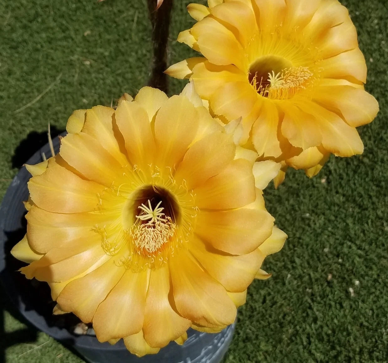 Blooming Cactus Plant - High Noon Echinopsis Hybrid Offset - Rooted Echinopsis spp.