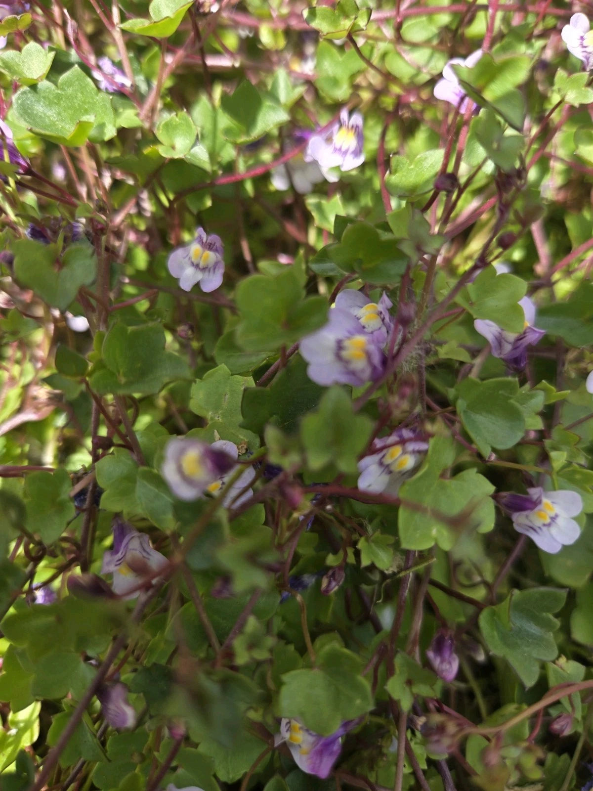 Kenilworth Ivy Root Cuttings - Groundcover Perennial - Cymbalaria Muralis - Live Plant for Gardens and Landscapes