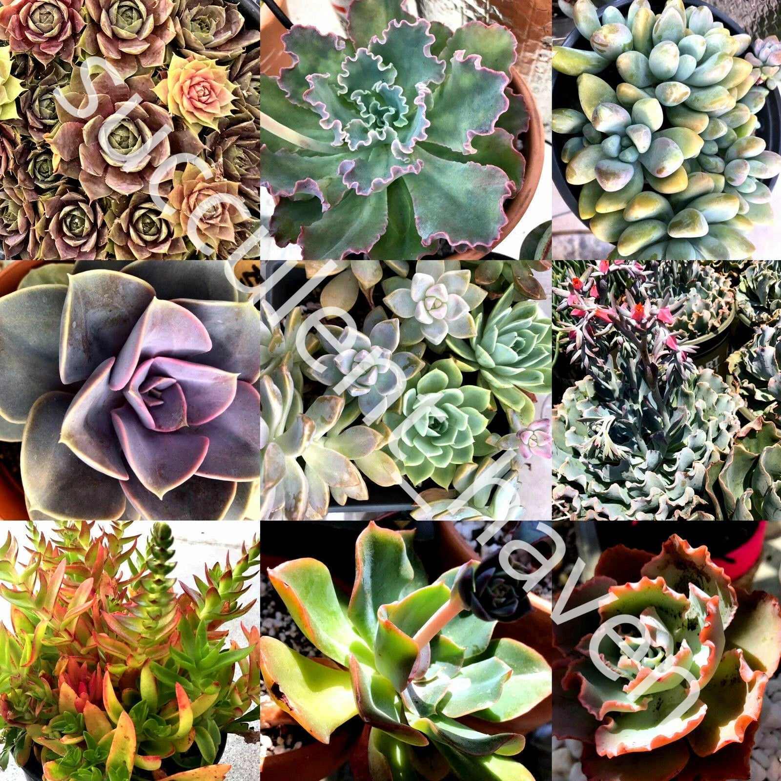 30 Lot Fresh Succulent Cuttings Assorted Varieties 1" to 4" - Ideal for DIY Projects and Planting - Great Selection of Succulents