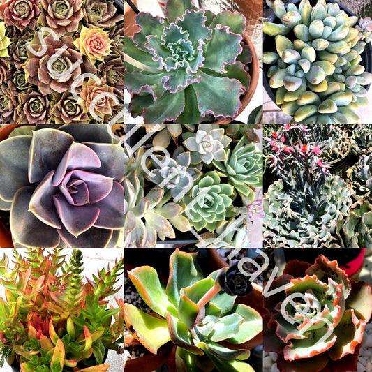 30 Lot Fresh Succulent Cuttings Assorted Varieties 1" to 4" - Ideal for DIY Projects and Planting - Great Selection of Succulents