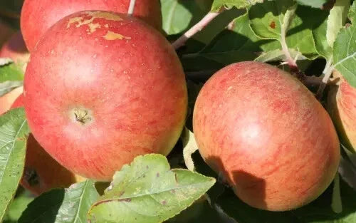 Chisel Jersey Apple Seeds - 25+ Pack for Garden Planting - Malus domestica - USA