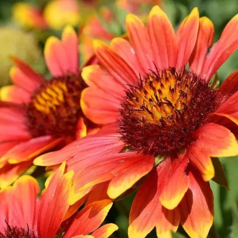 Indian Blanket Seeds - 200 Organic Seeds - Gaillardia pulchella - USA Grown, Free Shipping