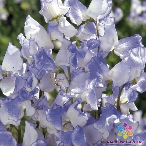 Blue Ripple Sweet Pea Seeds - 50+ Count - Heirloom Garden Seeds for Planting - Lathyrus odoratus