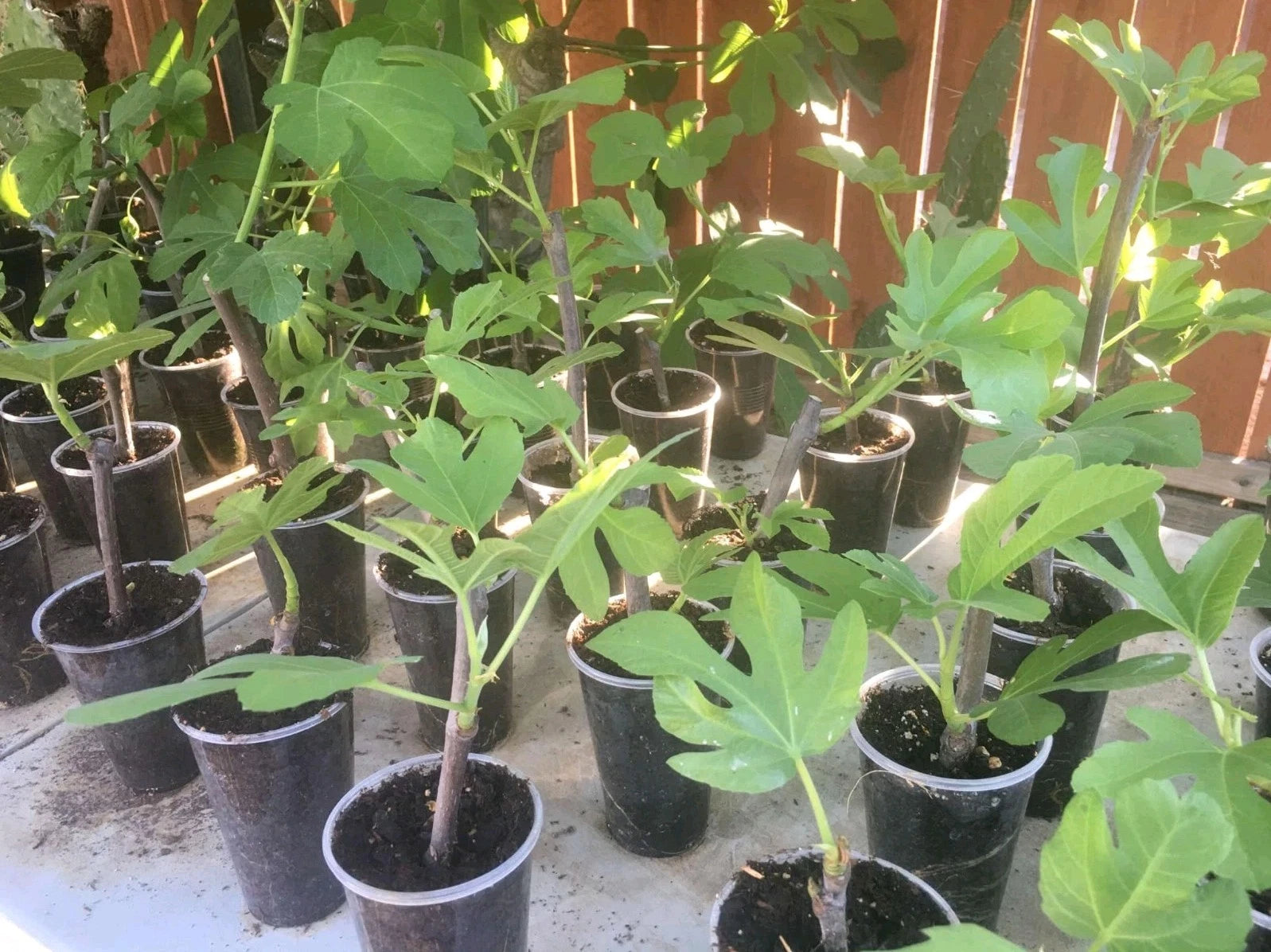 Desert King Fig Tree Live Plant - Ficus carica - Edible Fruit, Hardy Variety, Perfect for Home Gardens