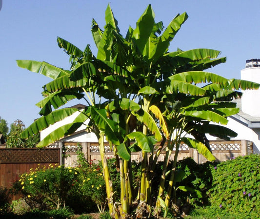 Cold Hardy Banana Tree Starter Plant - Small Rooted Musa Basjoo - Tropical Outdoor Plant for Gardens