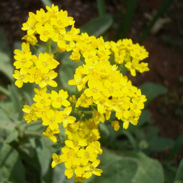 Alyssum Seeds - Yellow Basket Of Gold Heirloom | Free Shipping | 1211