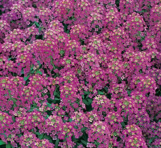 Alyssum Seeds 1500+ Royal Carpet Purple Flower Annual Garden Bee-Friendly