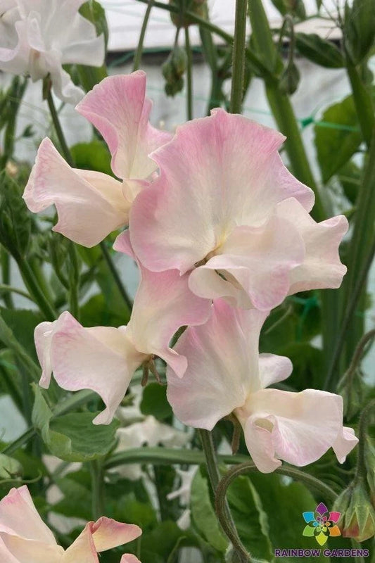 Mollie Rilstone Sweet Pea Seeds - 50+ Pack - Heirloom Garden Seeds - Lathyrus odoratus - USA Grown