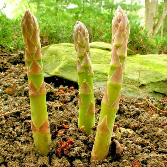 Asparagus Seeds - 120+ Heirloom Mary Washington Variety for Vegetable Garden - Easy to Grow