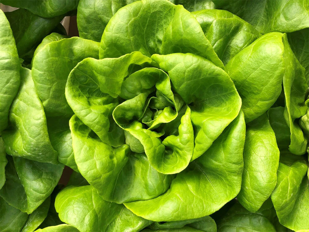Bibb Butterhead Lettuce Seeds 600+ Non-GMO USA Seller - Heirloom Vegetable Seeds for Home Garden (Lactuca sativa)