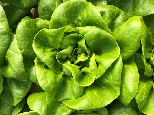 Bibb Butterhead Lettuce Seeds 600+ Non-GMO USA Seller - Heirloom Vegetable Seeds for Home Garden (Lactuca sativa)