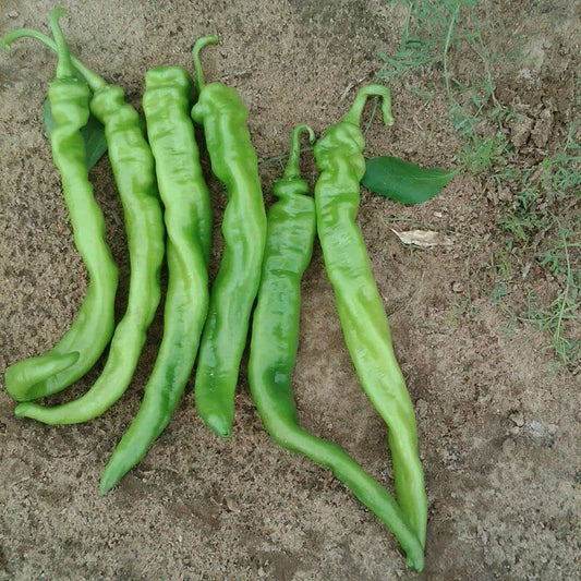 Iberia Pepper Seeds - 25 Count - Hybrid Hot Pepper (Capsicum annuum) - Produces All Season Peppers