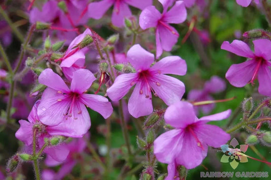 25+ Canary Island Geranium Seeds - Pelargonium canariense - Garden Planting Seeds - USA