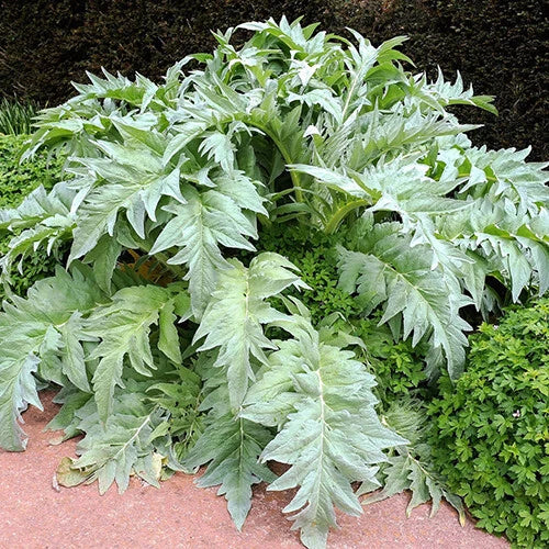 Bianco Avorio White Cardoon Seeds | Heirloom Non-GMO | Vegetable Garden Seeds | Cynara cardunculus