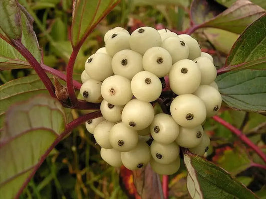 50 Siberian Dogwood Seeds for Planting, Cornus alba Tatarian Dogwood, Hardy Shrub, Landscape, Wildlife Friendly