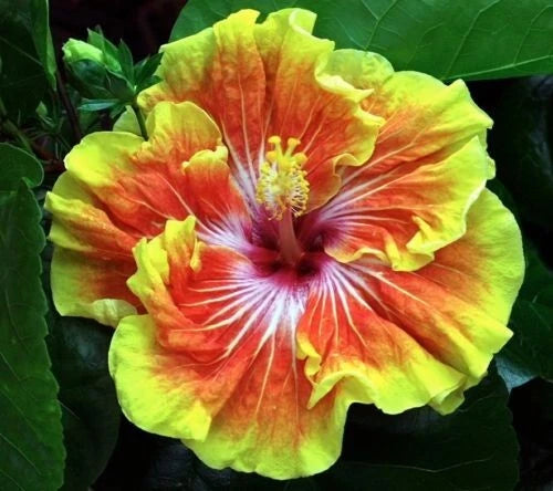 Small Rooted Tropical Hibiscus Starter Plant - Tahitian Sunset Splendor (Hibiscus rosa-sinensis)