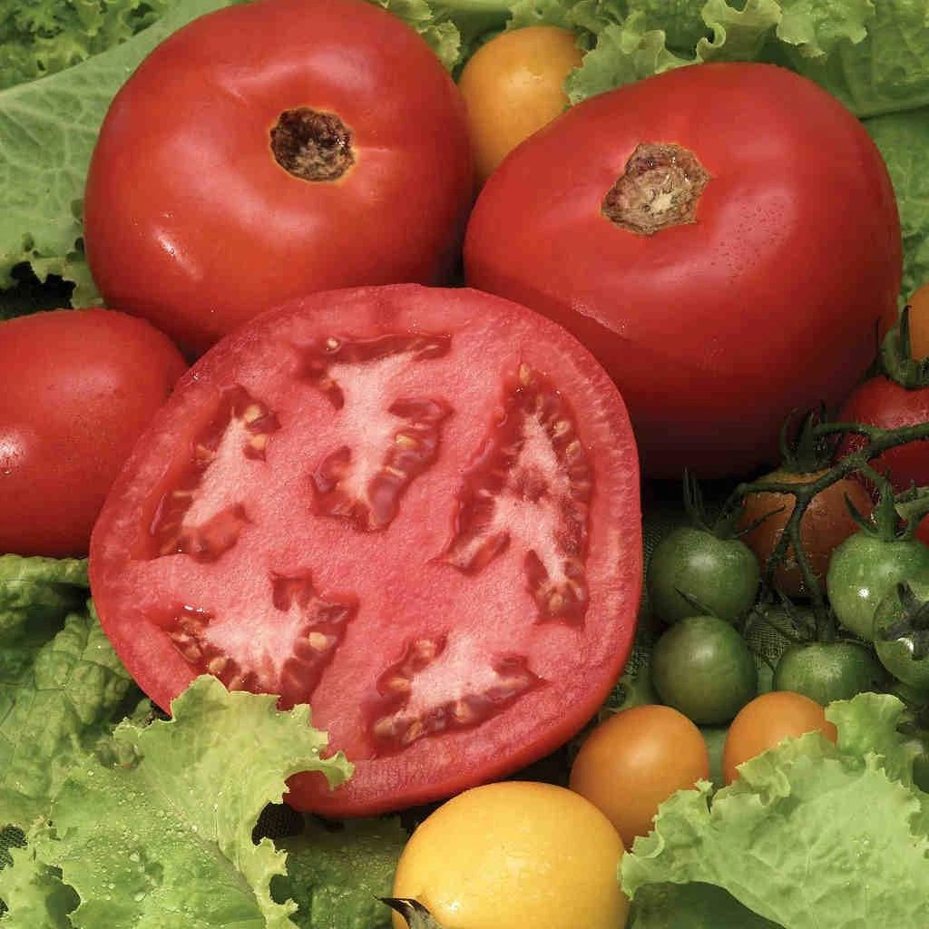 Steak Tomato Seeds - 120+ Heirloom Organic Beefsteak Variety - Tasty & Flavorful (Solanum lycopersicum)