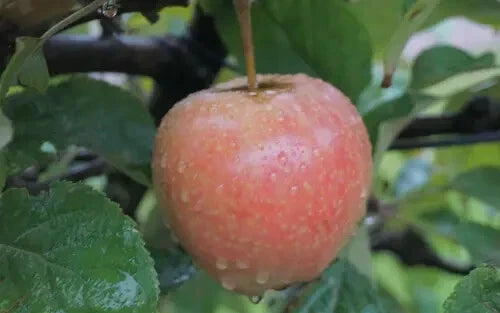 Airlie Red Flesh Apple Seeds - 25+ Pack for Garden Planting - Malus domestica - USA Grown