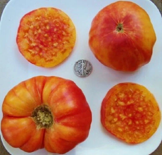 Hillbilly Bi-Color Tomato Seeds - 25 Pack - Popular Heirloom Variety - Solanum lycopersicum