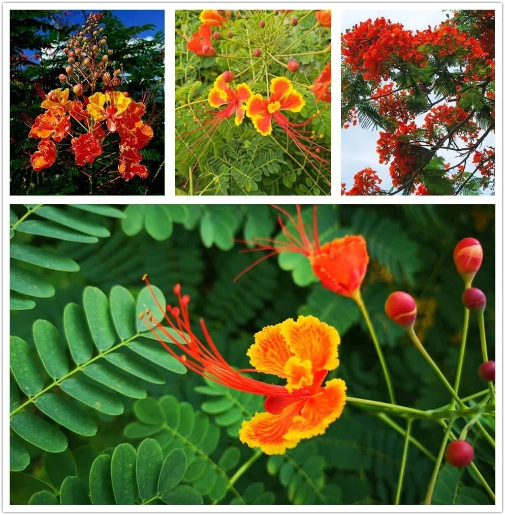 tropical flower seeds Red Bird of Paradise Flower Seeds - 15 Seeds