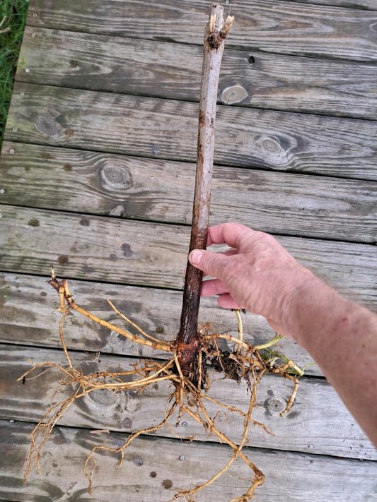 American Elderberry Plants - 2 Rooted Plants - Sambucus canadensis - Hardy Berry Bushes for Garden or Landscape