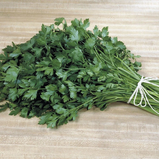 Italian Plain Leaf Parsley Seeds - Heirloom Fragrant Healthy Herb - Petroselinum crispum - 300 to 5000 Seeds