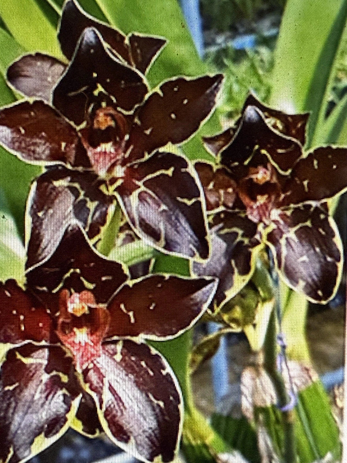 Small Rooted Orchid Bulb - Gram Variety, Bare Root - Perfect for Planting - Orchidaceae