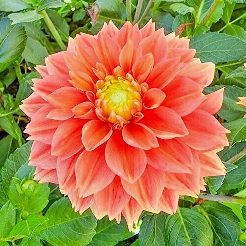 Dahlia Plant Bulb Tuber 32" Sunset Tropicana Orange Peach Yellow Blooms