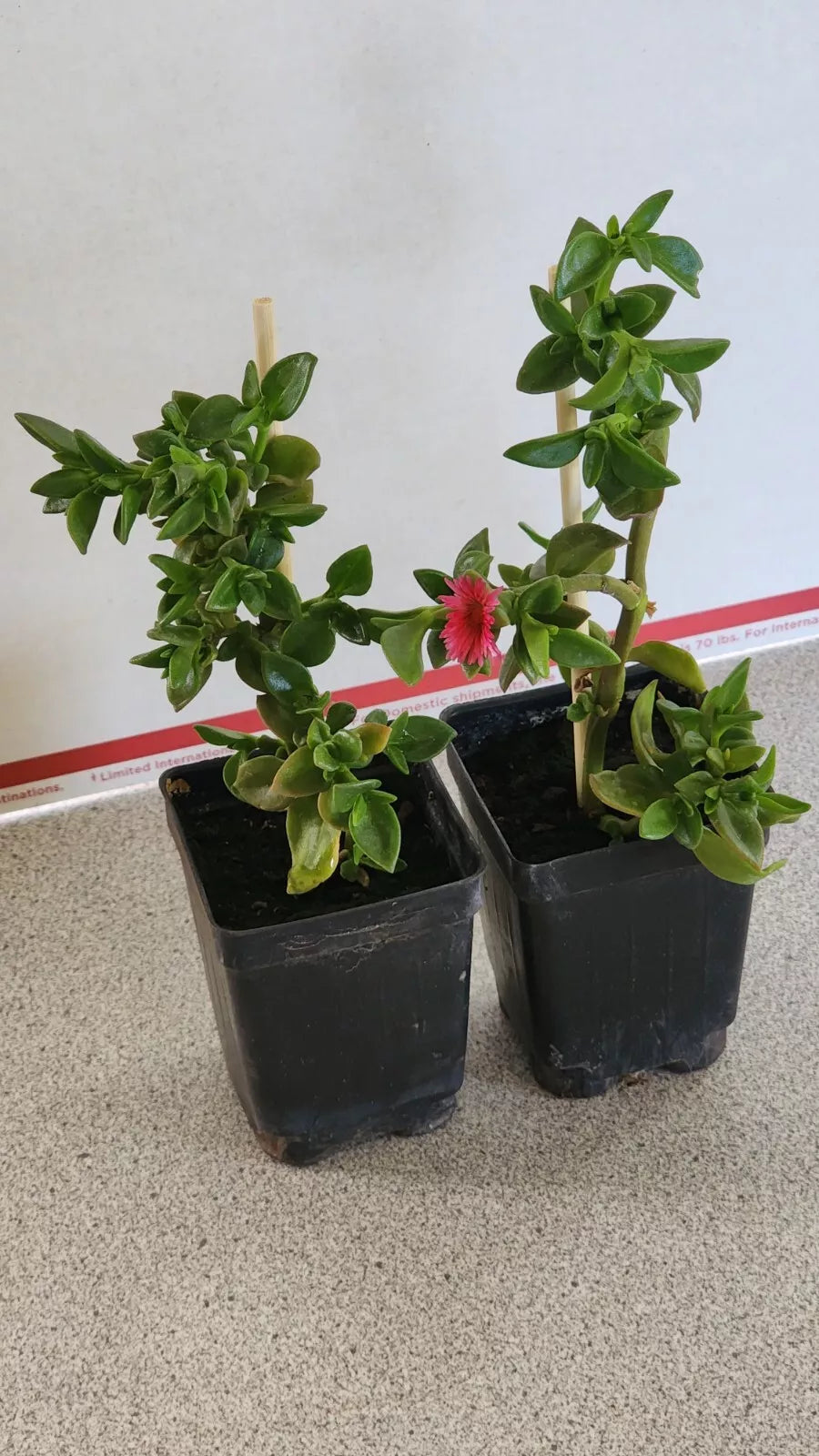 Live Sun Rose Plants - 6 to 8 Inches - "Red Apple" Variety - Rooted in Soil - Ideal for Gardens and Containers