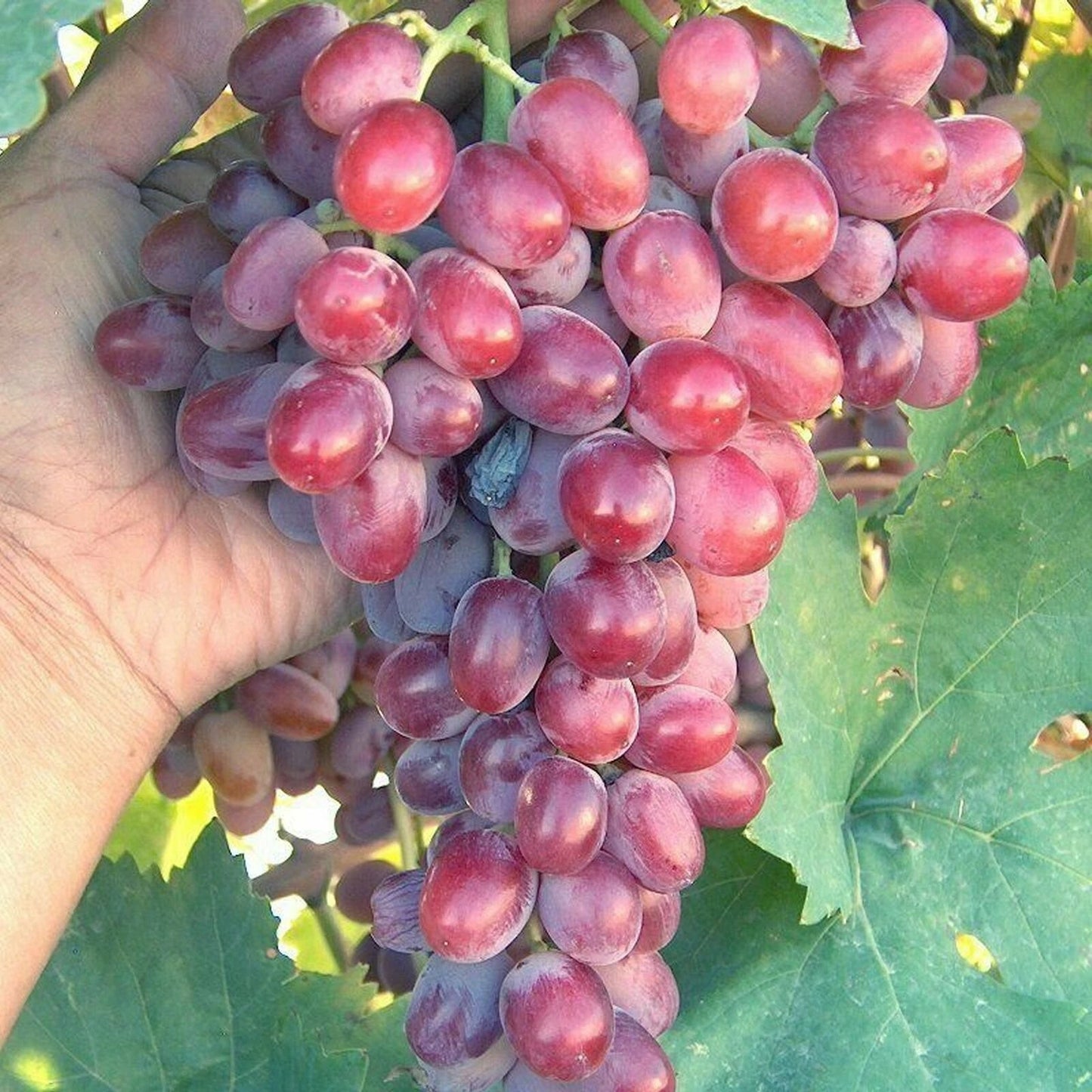 Crimson Vine Bare Root Plant - Large Oval Red Seedless Table Grape (Vitis vinifera) - Raisin Variety