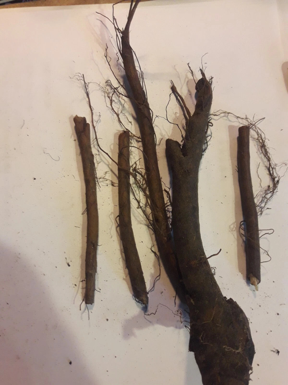 4 Live Comfrey Root Cuttings | Bocking 4 Variety | 3–4” Organic Root Starts | Medicinal, Fertilizer, Pollinator, Permaculture Plant