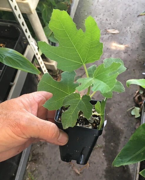 Chicago Hardy Fig Tree – Live Plant (Ficus carica) – Cold Hardy & Self-Fertile – Sweet Edible Fruit – Grows in Ground or Container
