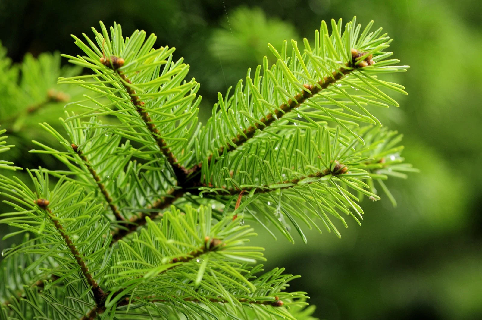 Douglas Fir Tree Seedling Bare Root – Pseudotsuga menziesii var. menzi ...