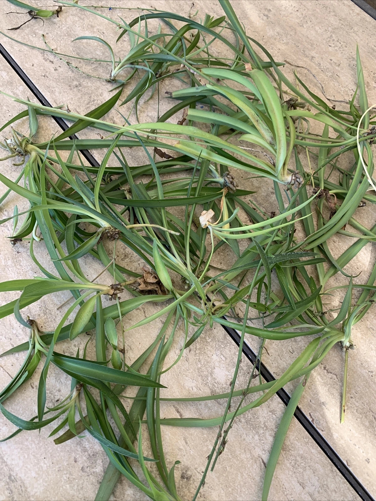 10 Spider Plants Ready to Root – Chlorophytum comosum – Easy Houseplants for Indoor Air Purifying – Low Maintenance Starter Plants