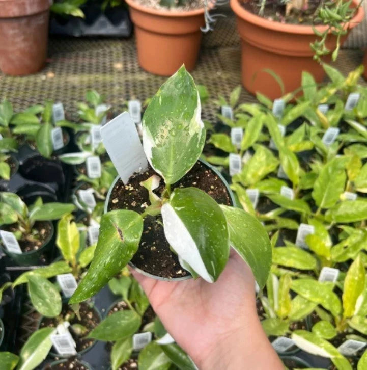 1 Philodendron White Princess Starter Plant 5–8” Tall - Bareroot Variegated Aroid - Rare Tropical Houseplant with White Foliage