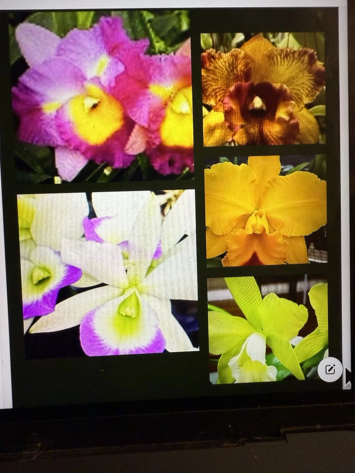 Cattleya Orchid Plant Bare Root 1-3 Stems No Tag Sale - Cattleya spp.