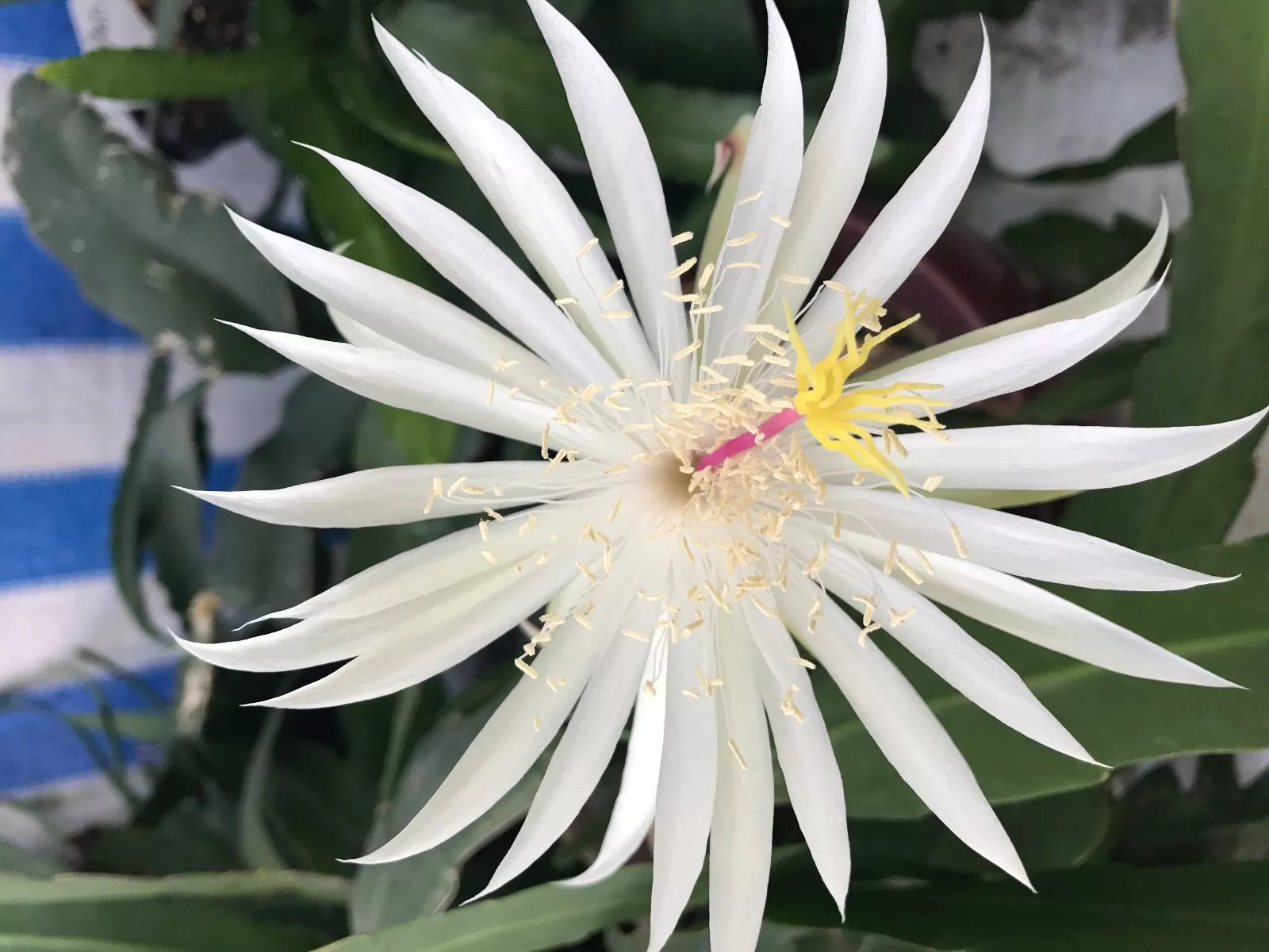hookeri succulent Epiphyllum Cutting 8