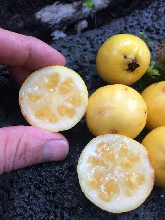 50 Yellow Lemon Guava Seeds - Tropical Fruit Seeds - Psidium liturale - Sweet Flavor for Home Gardening