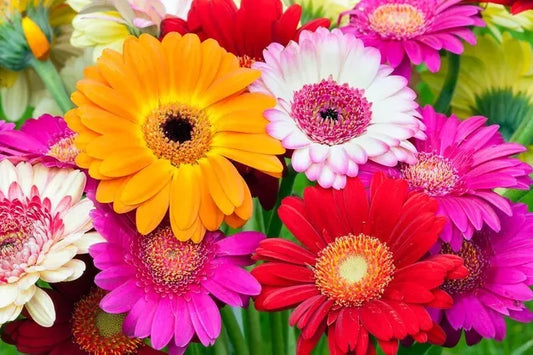 Fresh Gerbera Daisy Flower Seeds Mix, 100 Seeds with Instructions, Colorful Blooms, Gerbera jamesonii