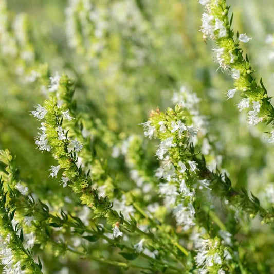 Hyssop Seeds 500 Count - White Perennial Herb (Hyssopus officinalis) - Non-California Shipping