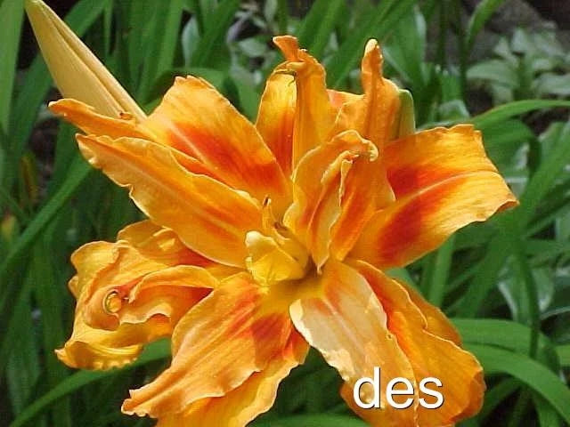 3 Live Daylily Plants - Kwanso - Double/Triple Orange Heirloom - Hemerocallis fulva