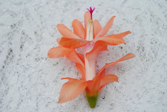 Christmas Cactus Starter Plant - Coral Delight - Schlumbergera Truncata - Healthy Well-Rooted Small Plant for Home Decor
