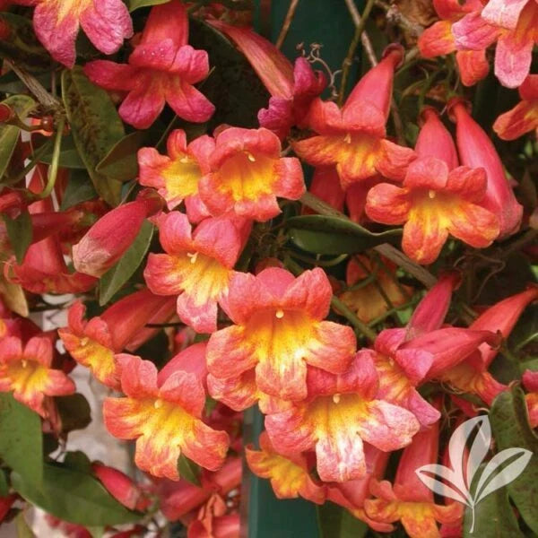 Bignonia Tangerine Beauty Crossvine Starter Plant - Attracts Butterflies - Rooted Plant for Garden Decoration