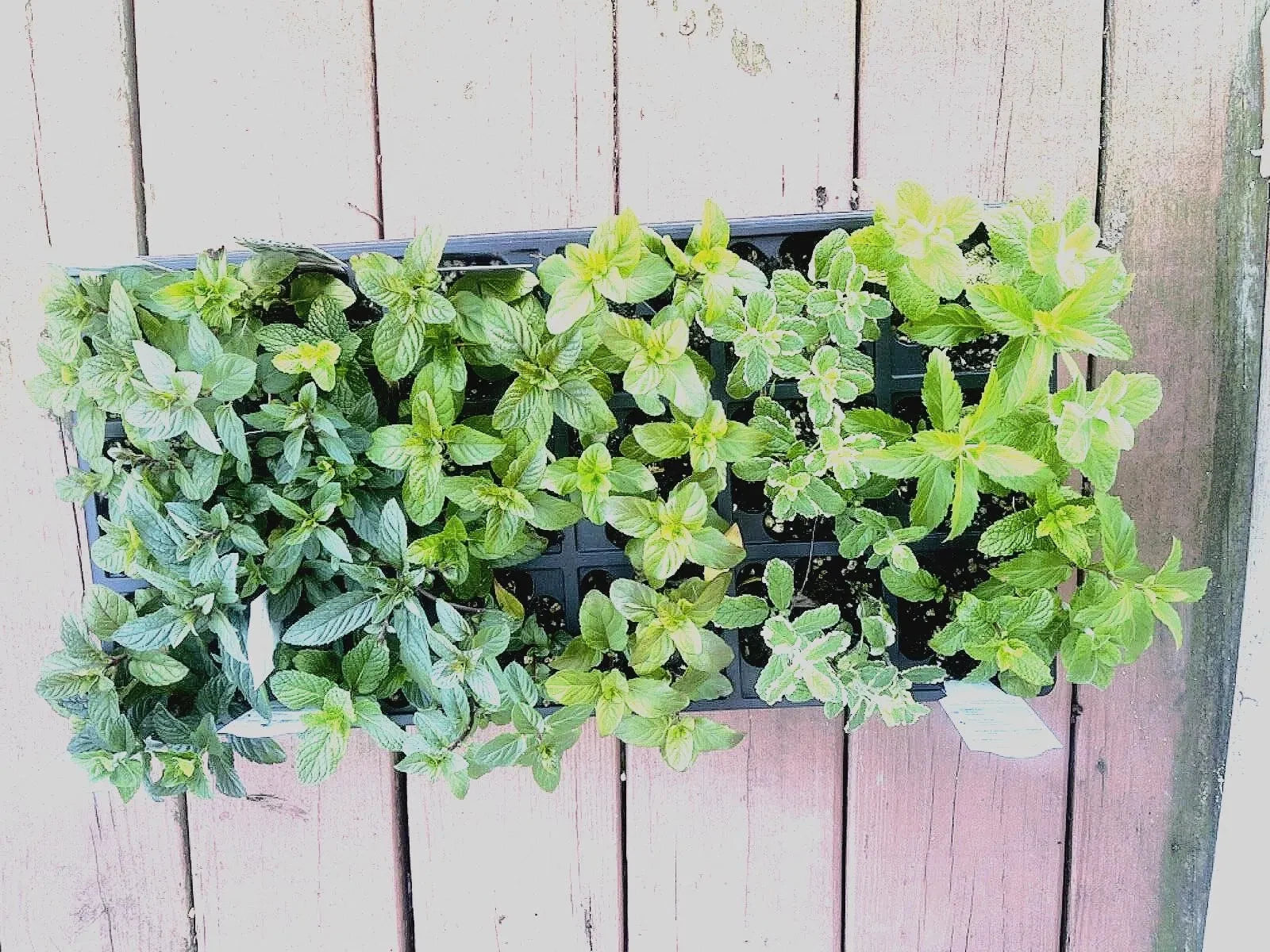 Mint Cuttings - 6 Rooted Varieties: Pineapple, Orange, Apple, Chocolate, Strawberry, Ginger - Mentha spp.