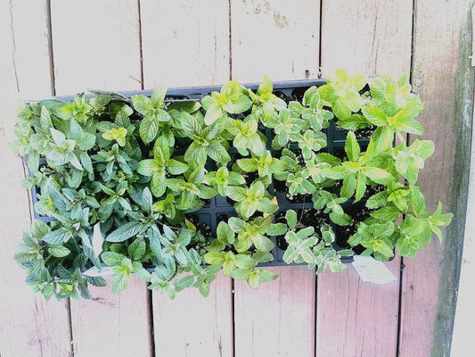 Mint Cuttings - 6 Rooted Varieties: Pineapple, Orange, Apple, Chocolate, Strawberry, Ginger - Mentha spp.