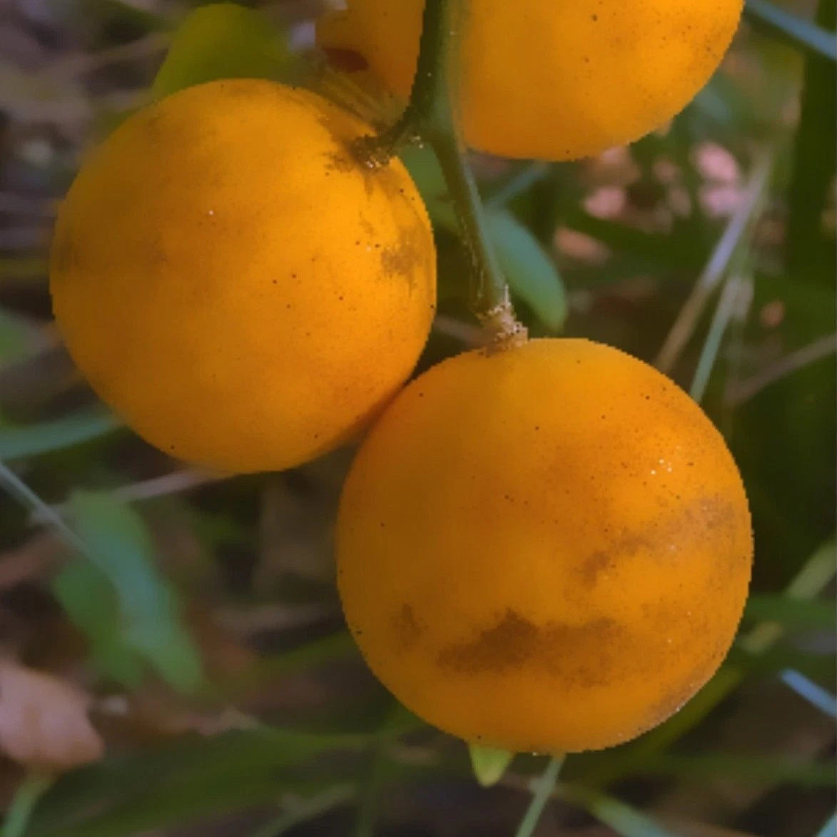 Live Plants - 5 Hardy Orange Fruit Tree Seedlings - Trifoliate Flying Dragon Citrus (Citrus trifoliata)